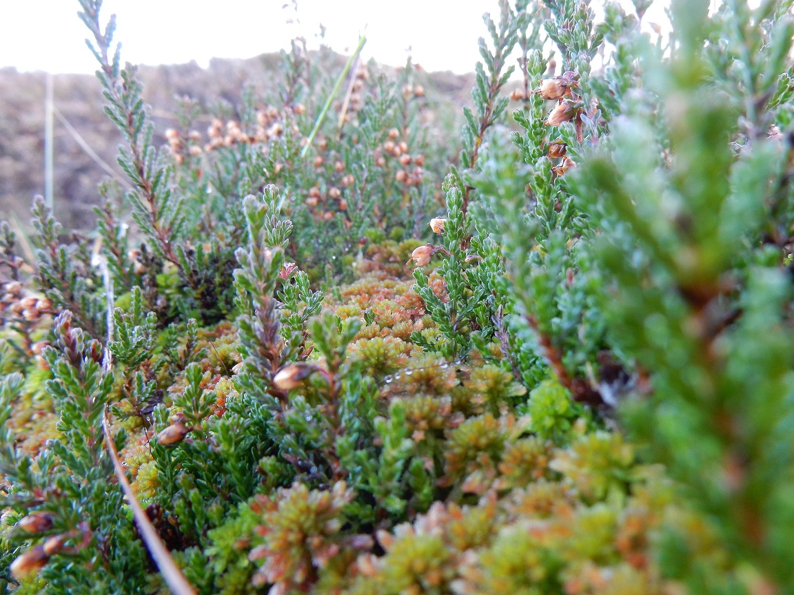 Sphagnum mosses by Beth Thomas