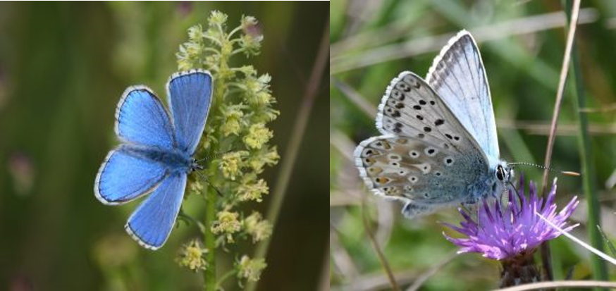 Look out for iconic butterfly species in the South Downs