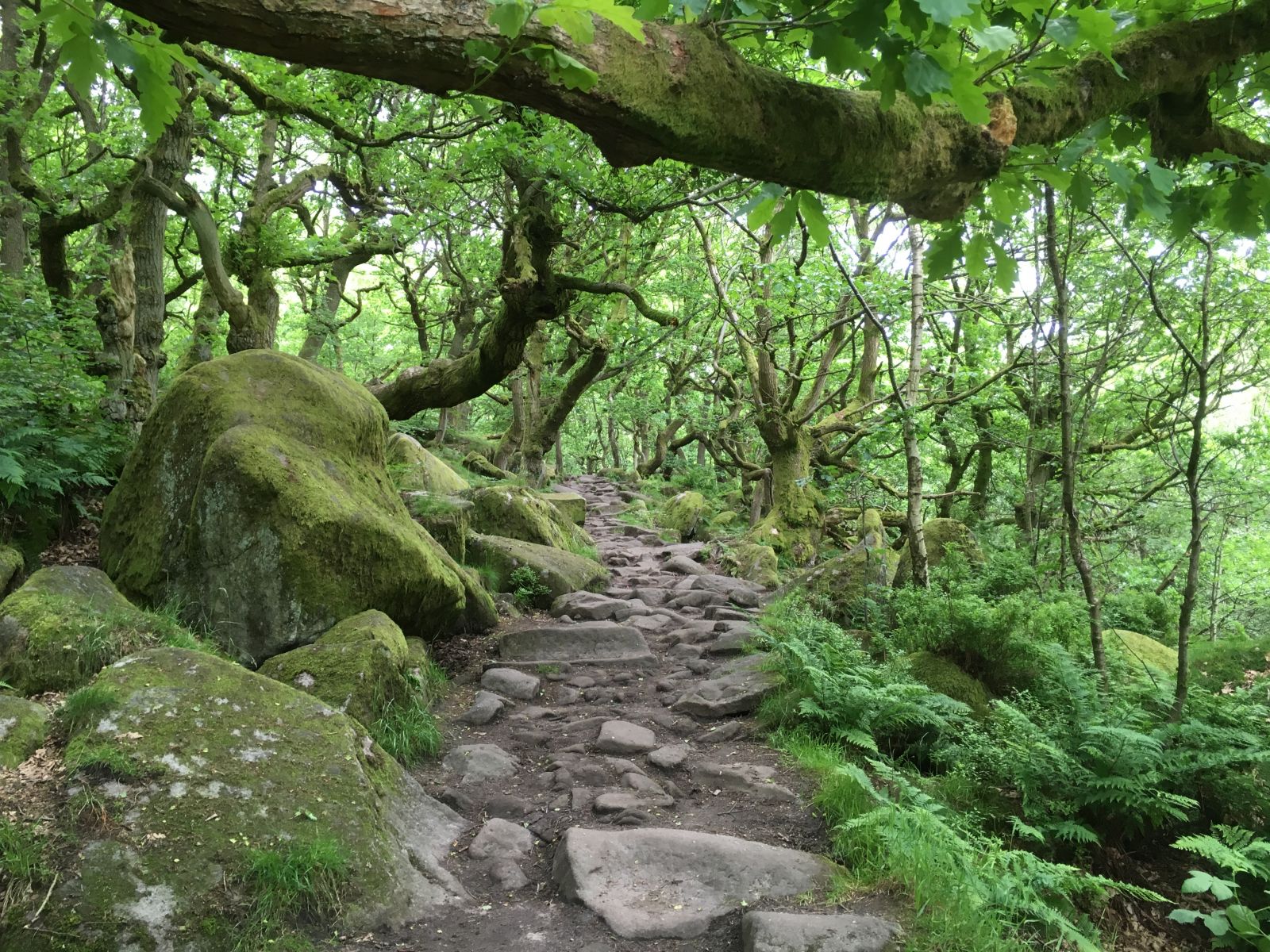 Popular oak woodland in the Peak District