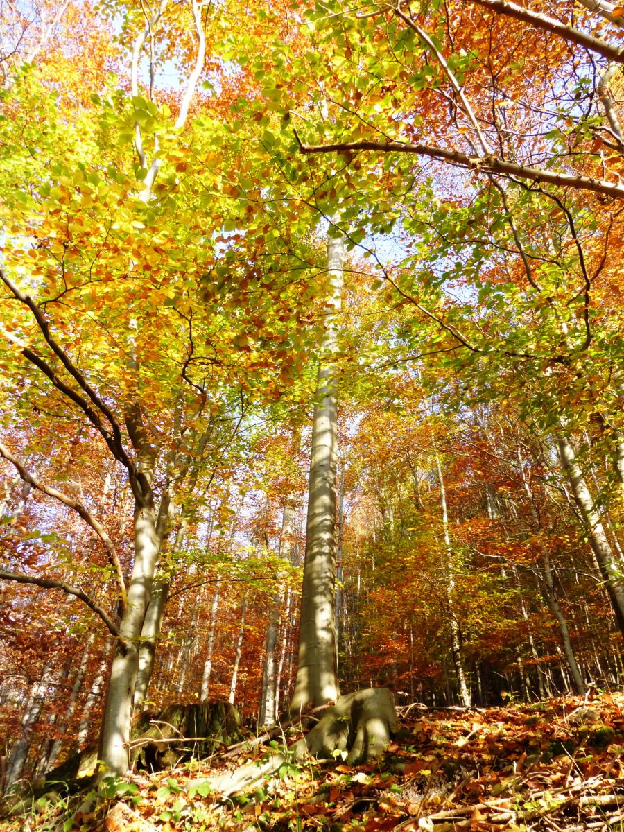 beech Woodland in Northumberland National Park
