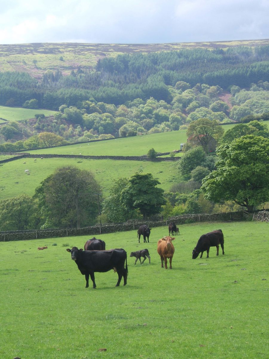 Cattle in the North York Moors