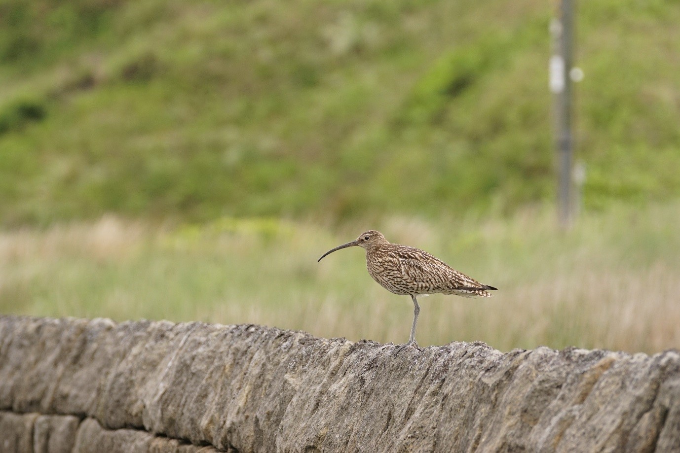 Curlew in the Peak District by Tom Aspinall