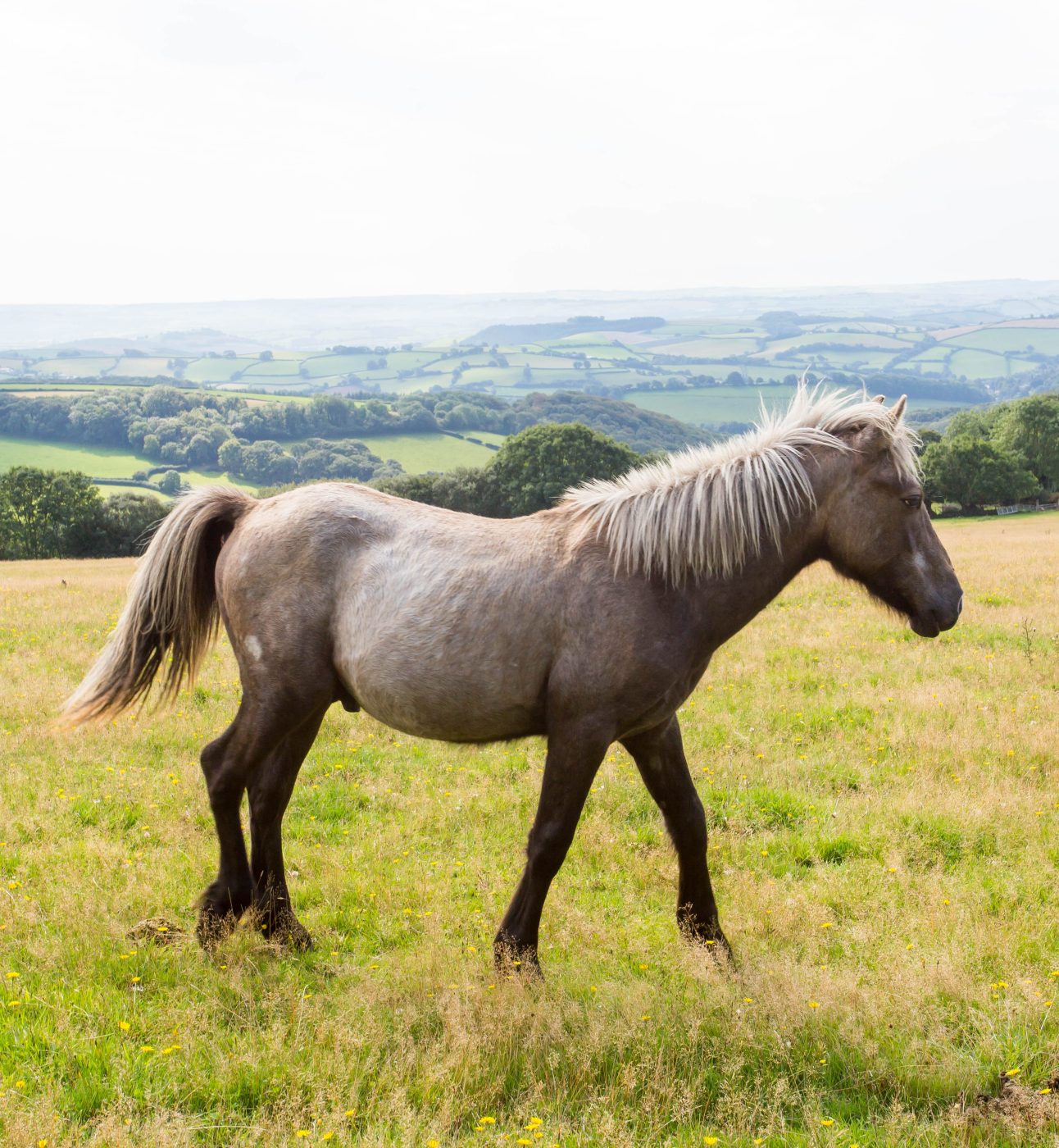 Dartmoor Pony