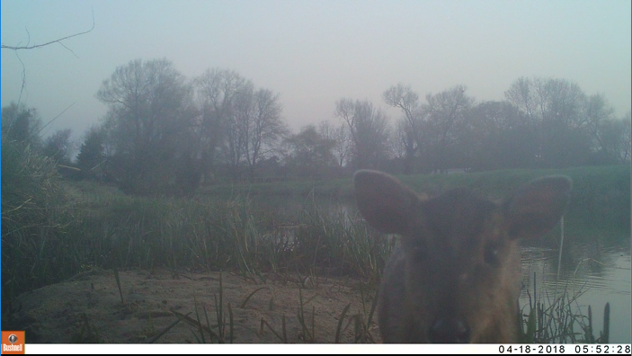 Deer caught on camera in the Broads