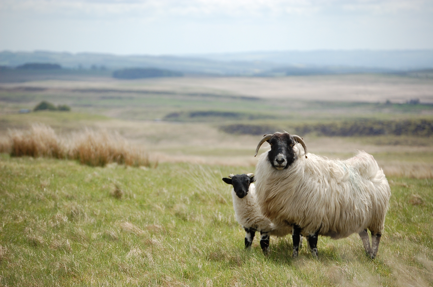 Ewe and lamb in Northumberland