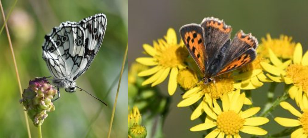 Get involved in the Big Butterfly Count