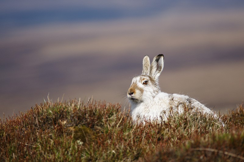 Mountain hare in winter coat. By Tom Aspinall
