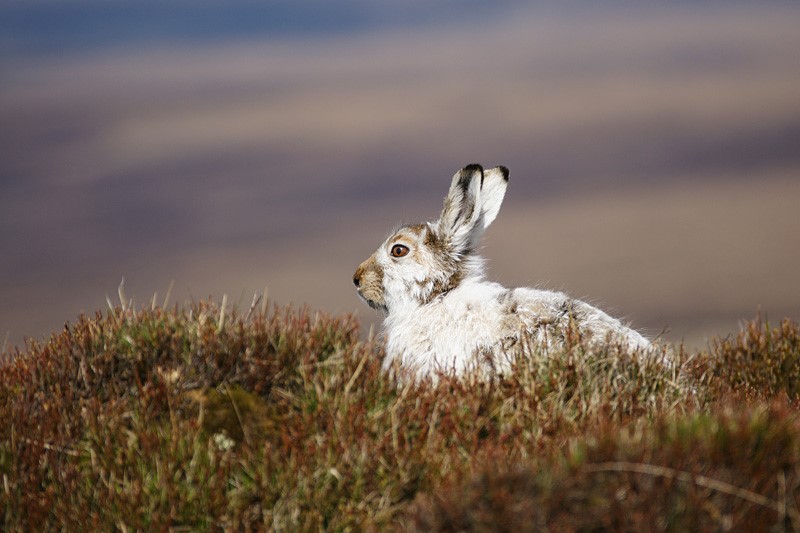 A mountain hare in the Peak District