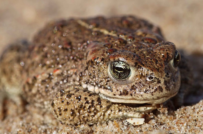 Natterjack Toad by Matt Wilson