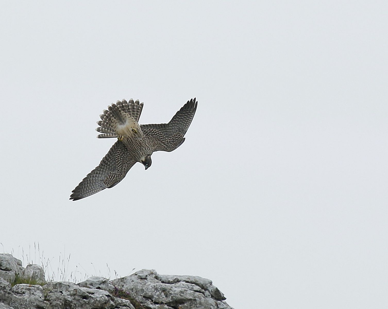 A rare peregrine falcon in the Yorkshire Dales