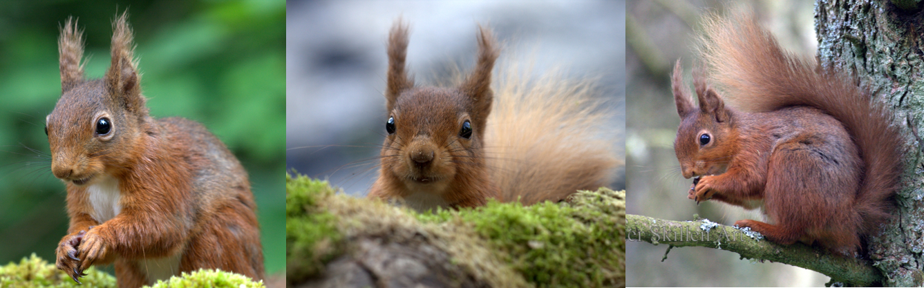 Should National Parks lead the way for a red squirrel resurgence?
