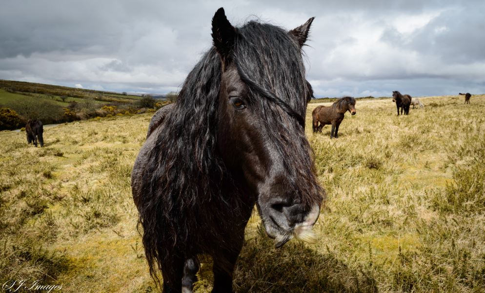 The iconic Dartmoor Pony are hard as nails