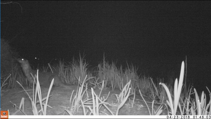 Otters caught on a trail camera