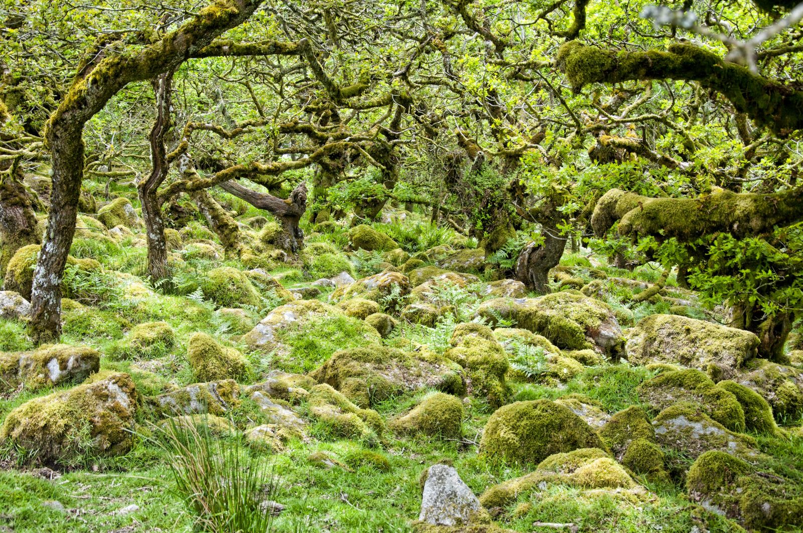 Wistman's Woods, Dartmoor