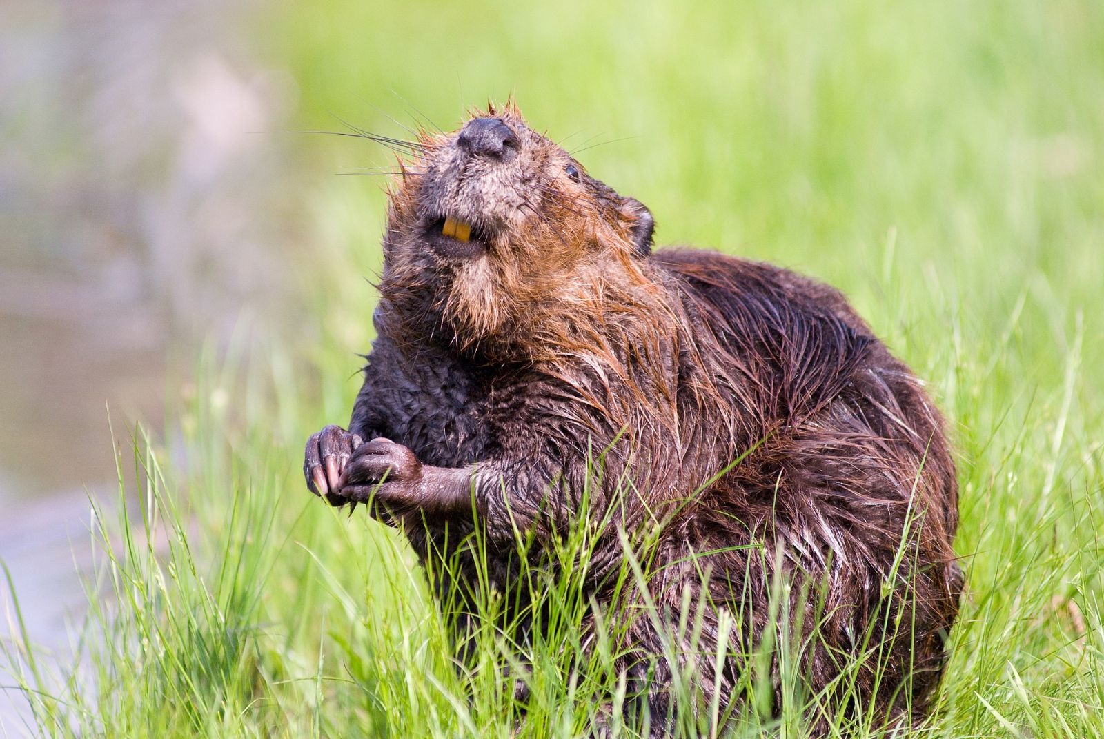 Beavers in our National Parks?