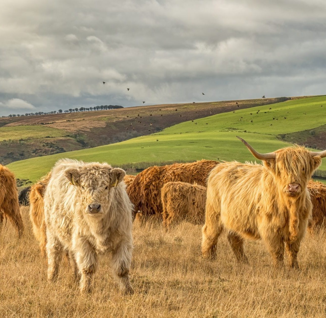Cows in Exmoor