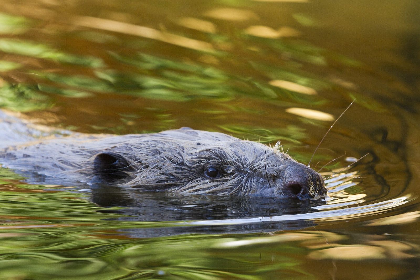 Could we see beavers return to National Parks?