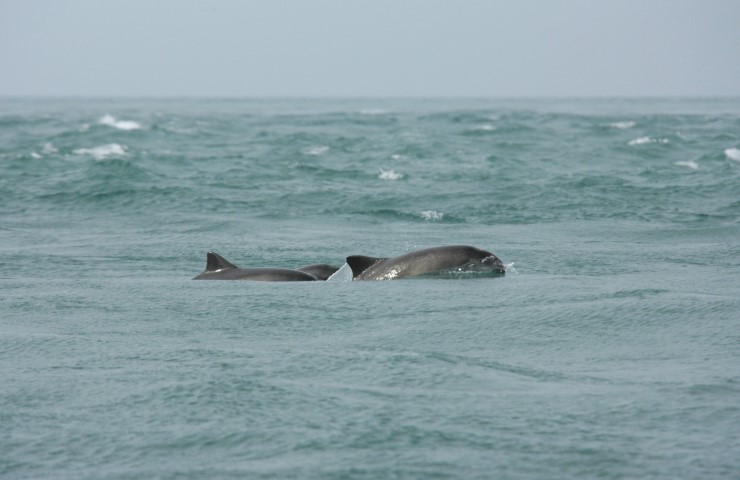 Porpoise off the coast of Pembrokeshire by Janet Baxter