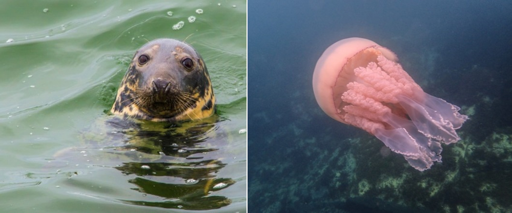 Seals and Jellyfish are just some of the creatures you might find