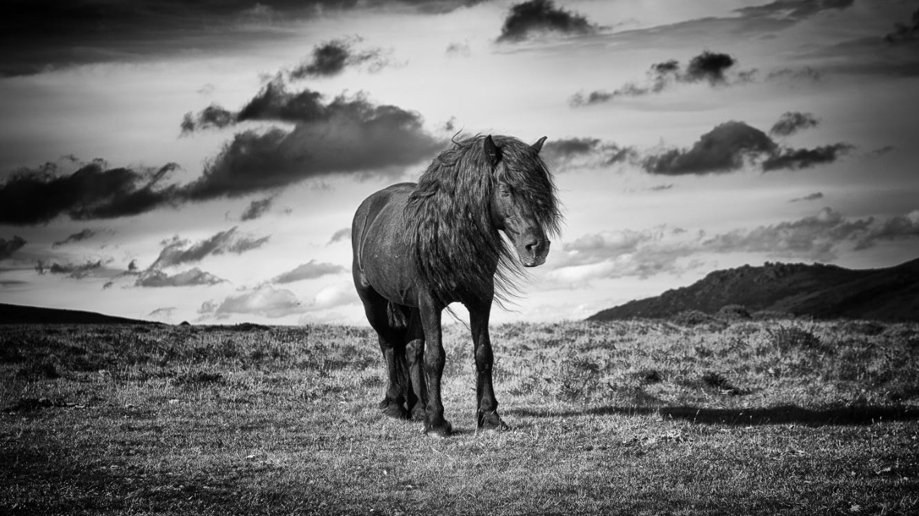 Ponies are a highlight of visiting Dartmoor