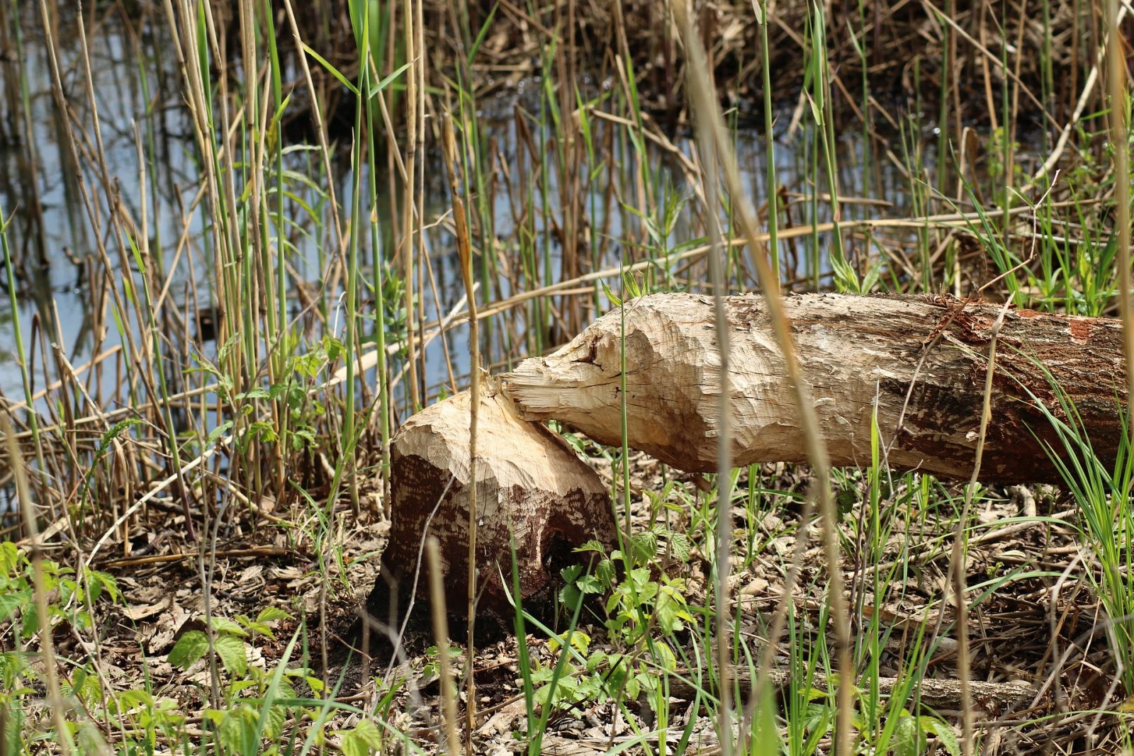 Beavers can transform a landscape