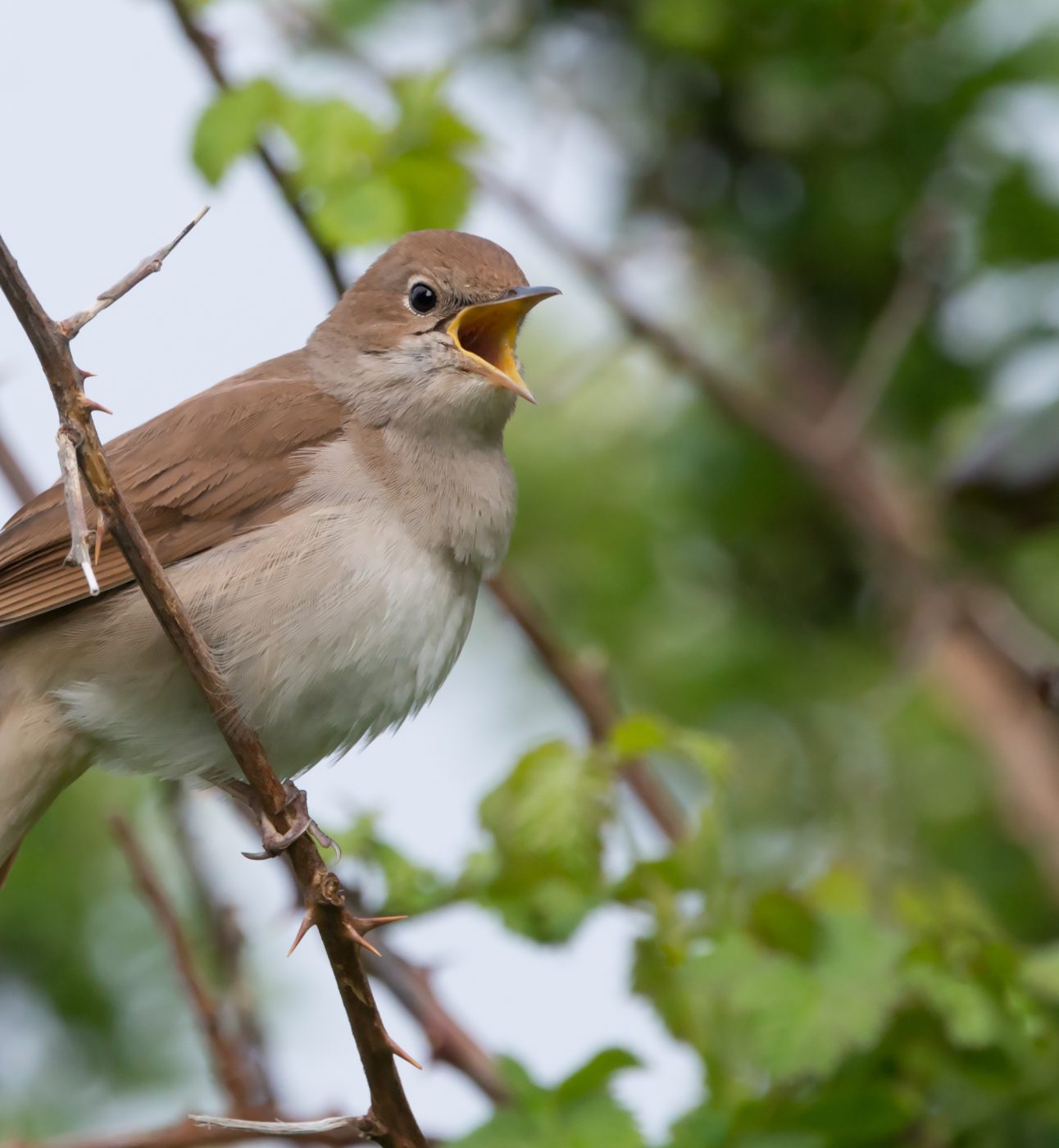 Nightingale (Luscinia megarhynchos) singing in a thorny thicket in Pulborough Brooks nature reserve, April