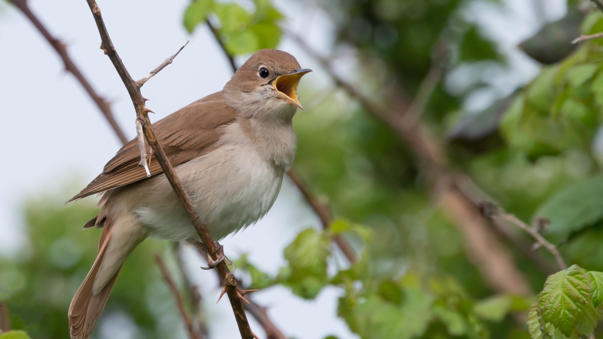 Nightingale (Luscinia megarhynchos) singing in a thorny thicket in Pulborough Brooks nature reserve, April