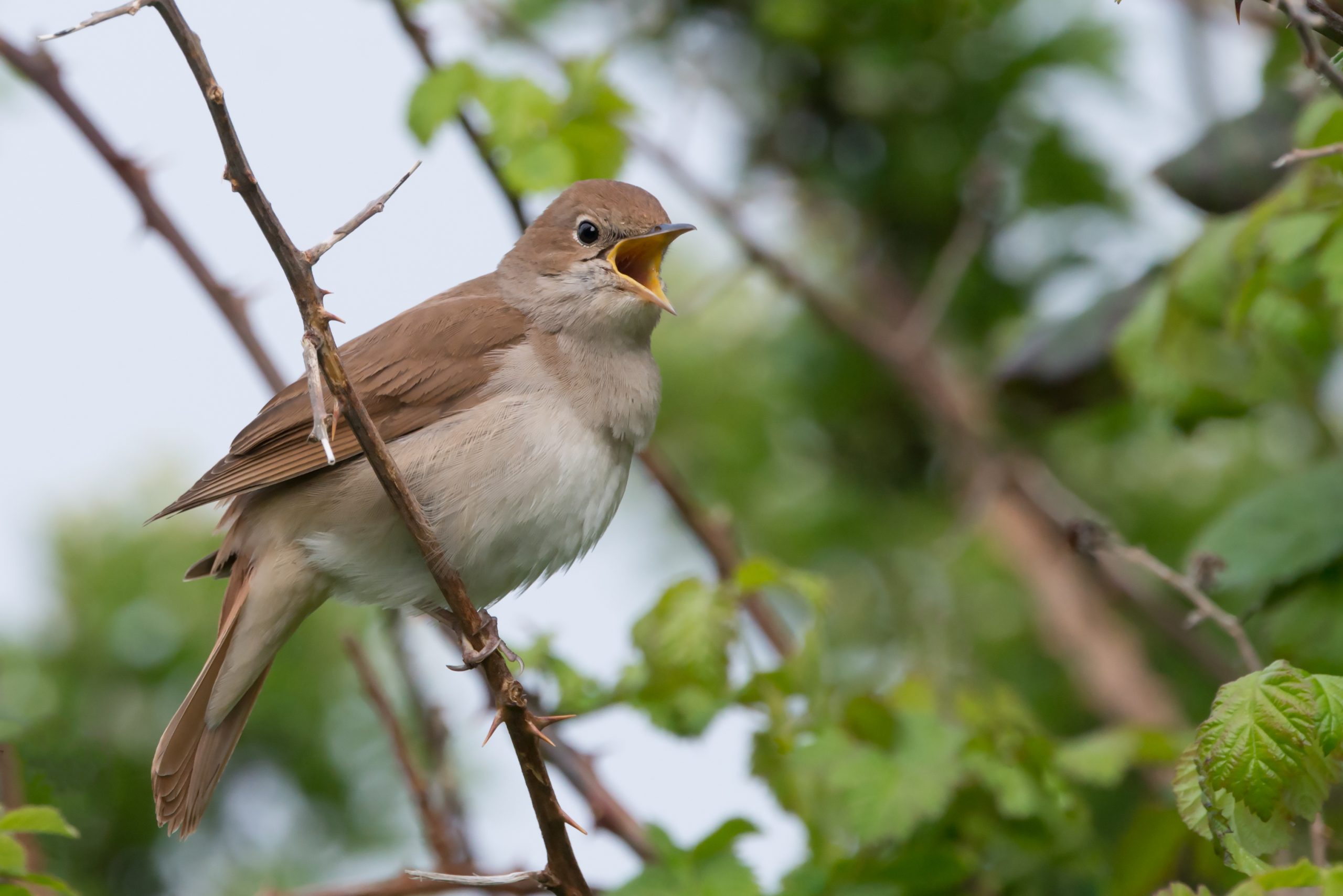 Nightingale (Luscinia megarhynchos) singing in a thorny thicket in Pulborough Brooks nature reserve, April