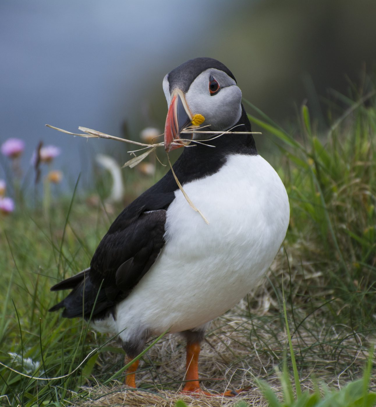 Puffin (Fratercula arctica)