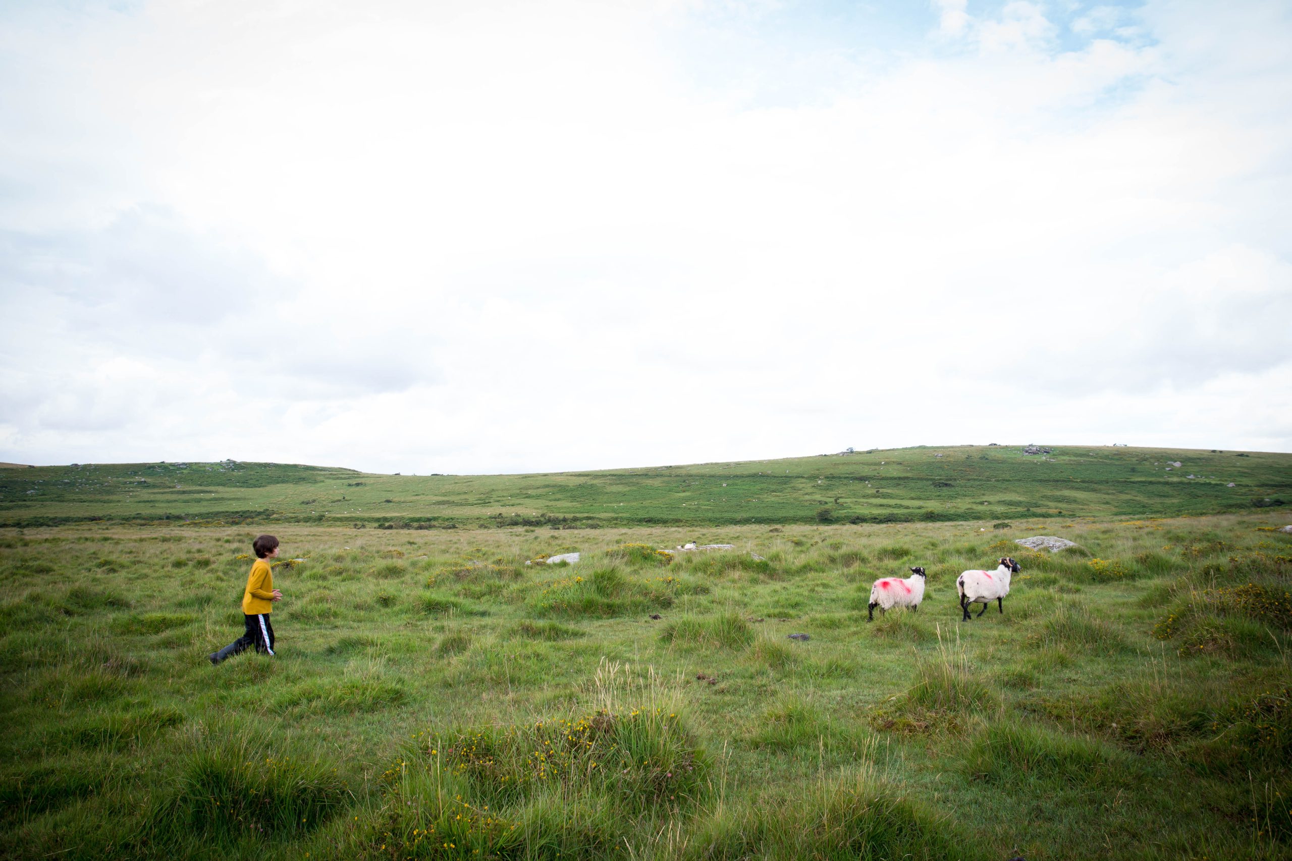 Child and sheep in a field in Dartmoor