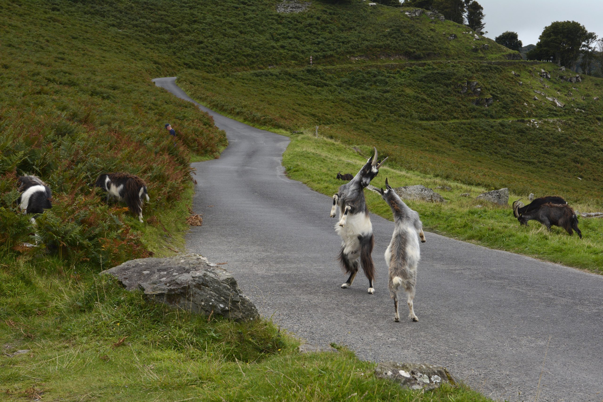 Mountain goats on the road in Valley of Rocks, Exmoor